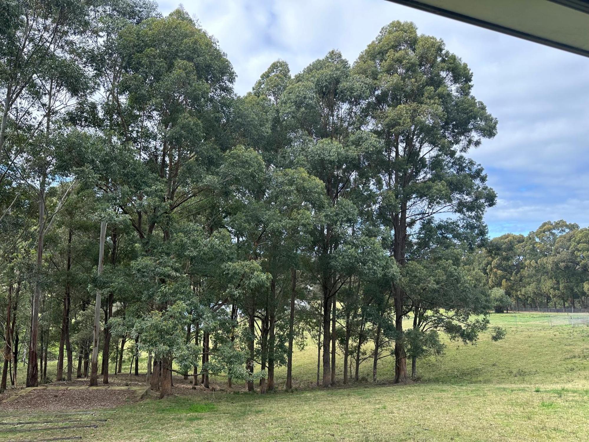 Blueberry Hills On Comleroy Farmstay - Self-Contained Cottages Kurrajong ภายนอก รูปภาพ