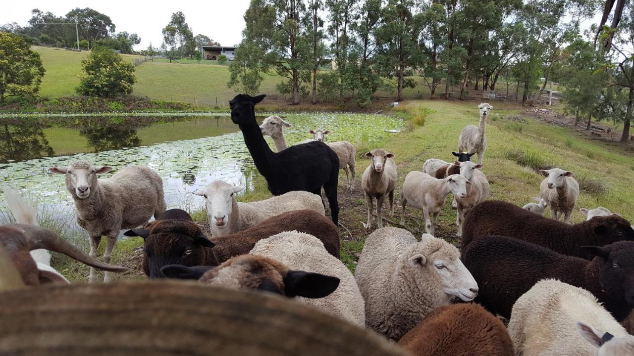 Blueberry Hills On Comleroy Farmstay - Self-Contained Cottages Kurrajong ภายนอก รูปภาพ